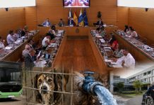 Pleno insular de julio: acuerdos, dinero y credibilidad Salón de plenos del Cabildo de Tenerife con una guagua, un perro en un refugio, una conducción de agua y un centro sociosanitario como símbolos de los asuntos debatidos.