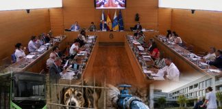 Pleno insular de julio: acuerdos, dinero y credibilidad Salón de plenos del Cabildo de Tenerife con una guagua, un perro en un refugio, una conducción de agua y un centro sociosanitario como símbolos de los asuntos debatidos.